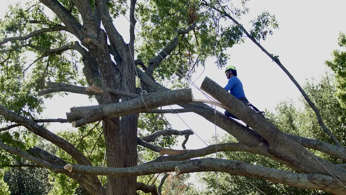 Professional Hazardous Tree Removal performed by certified arborists in Ehrhardt