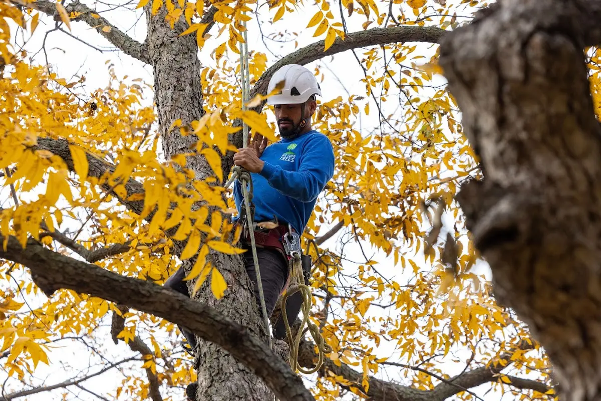Skilled Tree Planing crew working in Ehrhardt